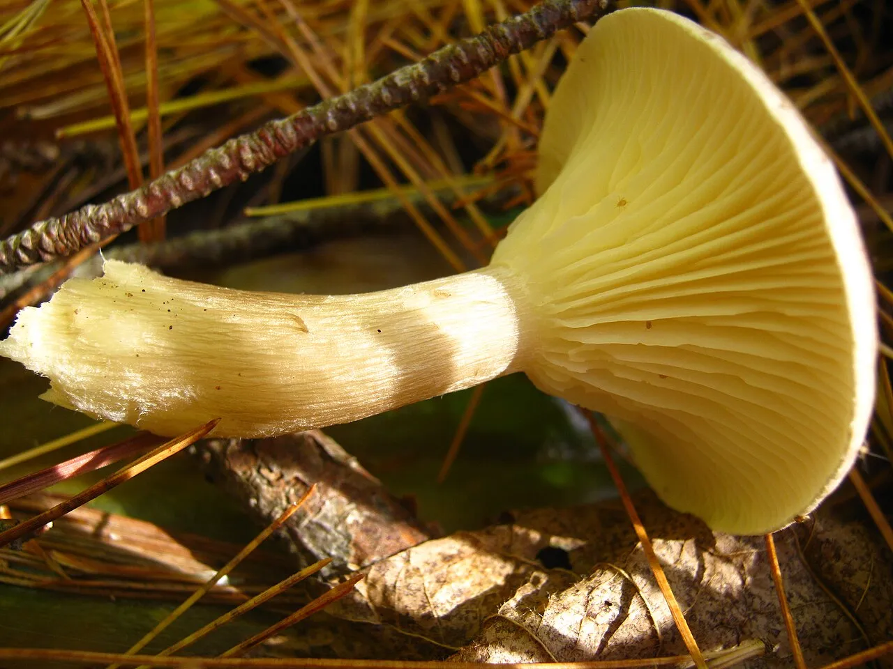 Ampulloclitocybe