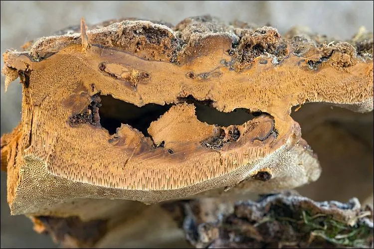 czyrenica porzeczkowa