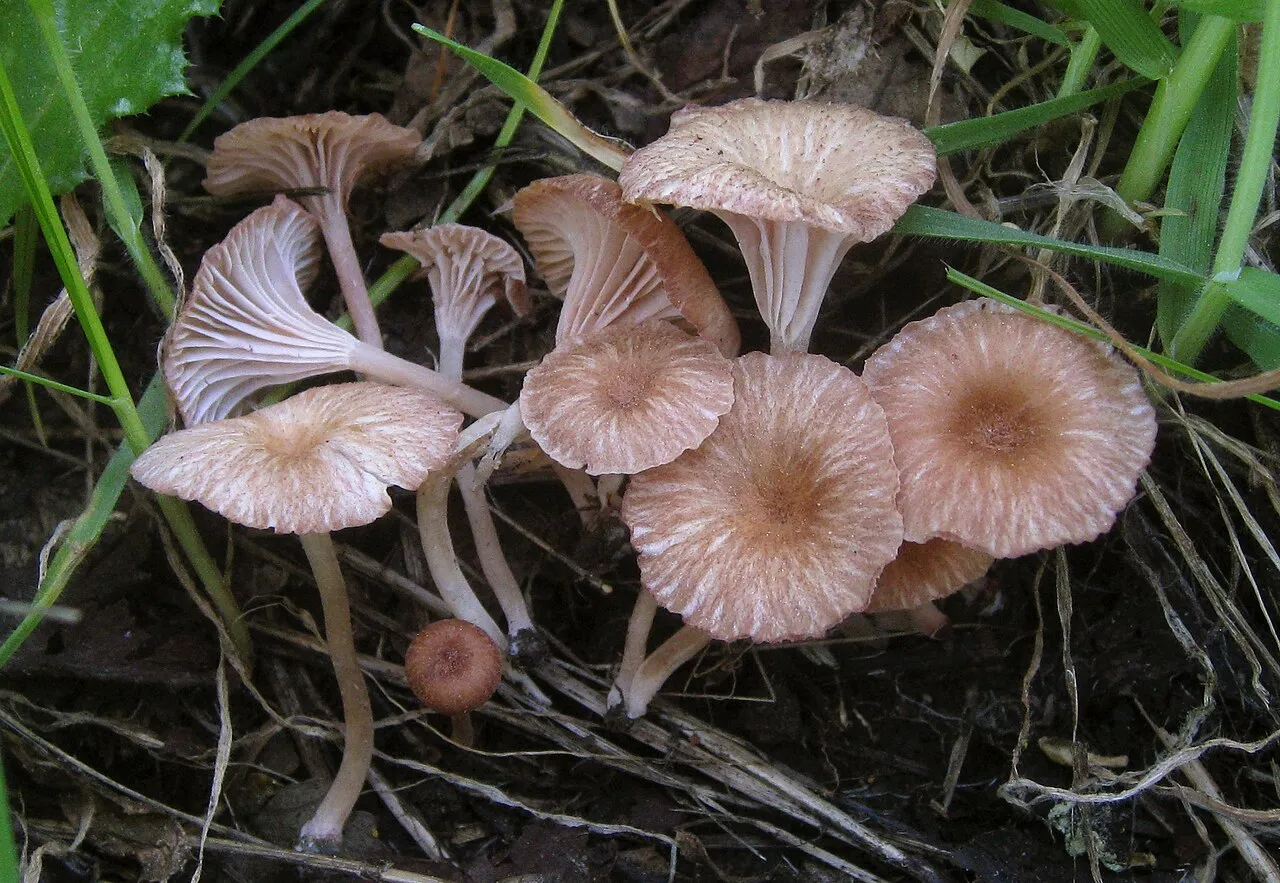 Contumyces rosellus