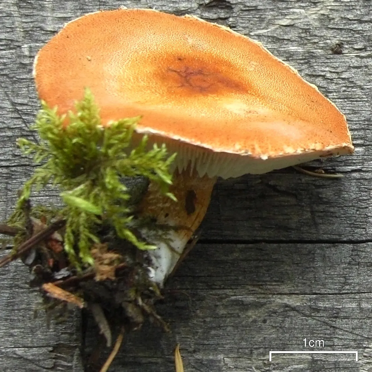 Ziarnóweczka gruzełkowata