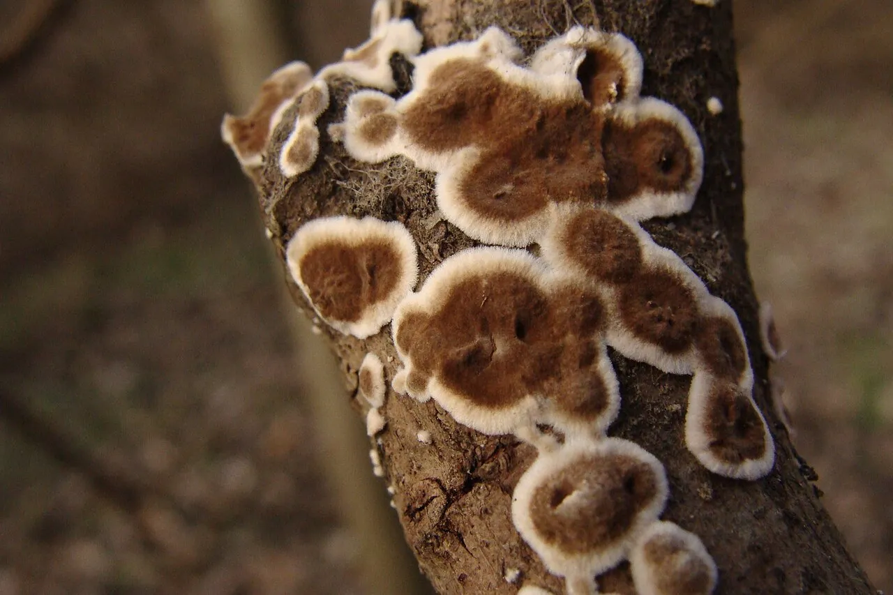 Peniophora albobadia