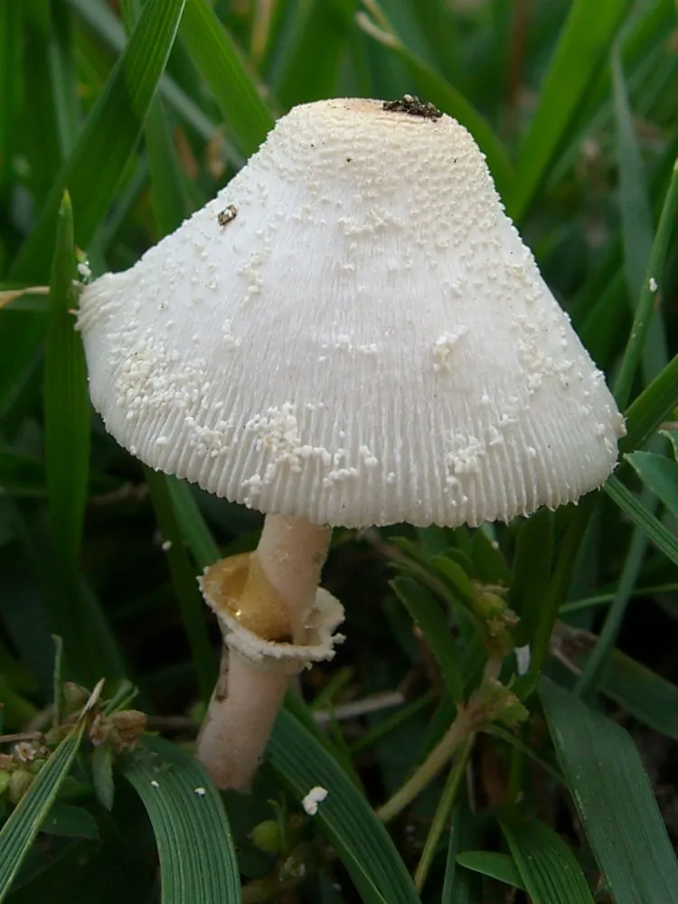 Leucocoprinus cepistipes