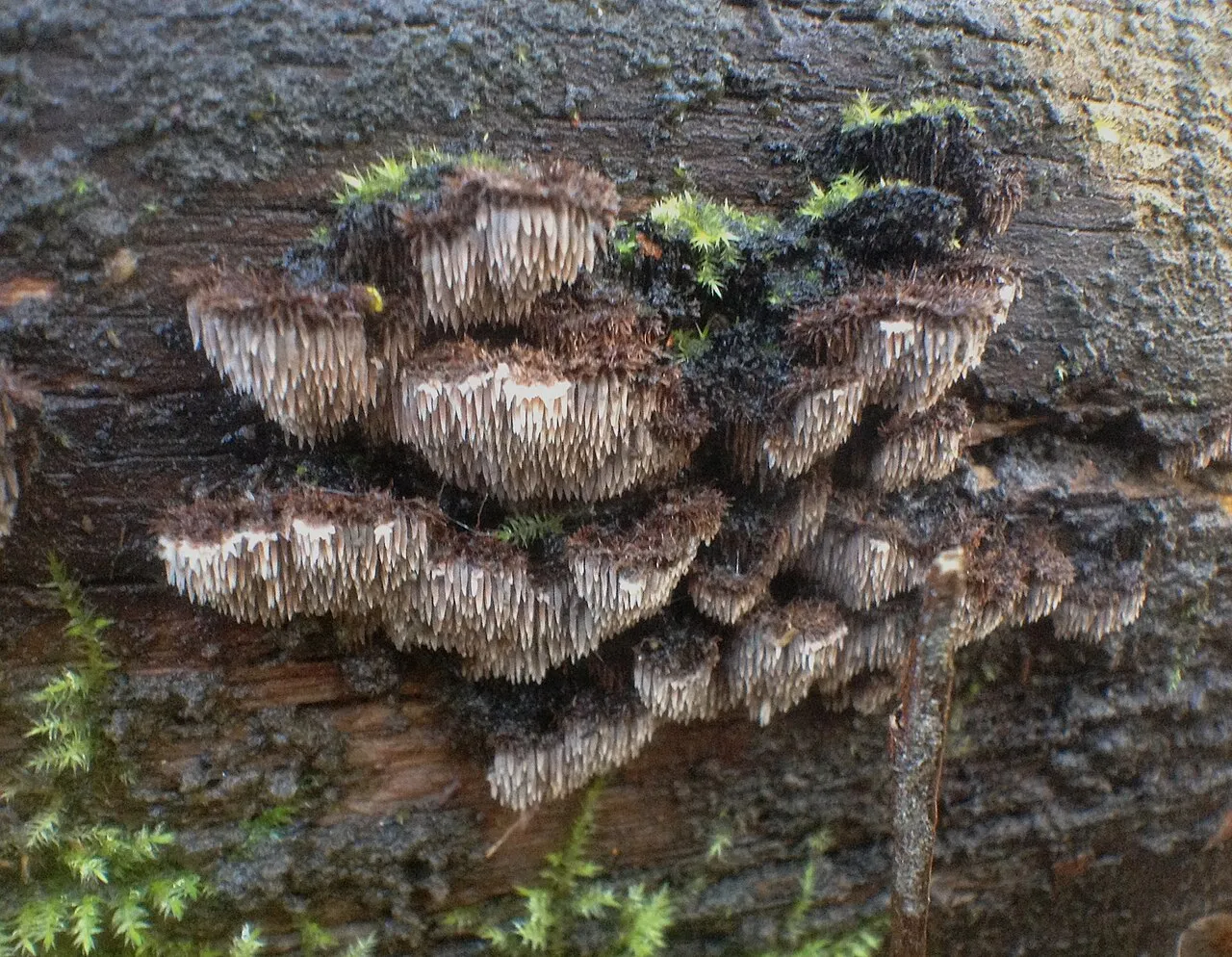 Gloiodon strigosus