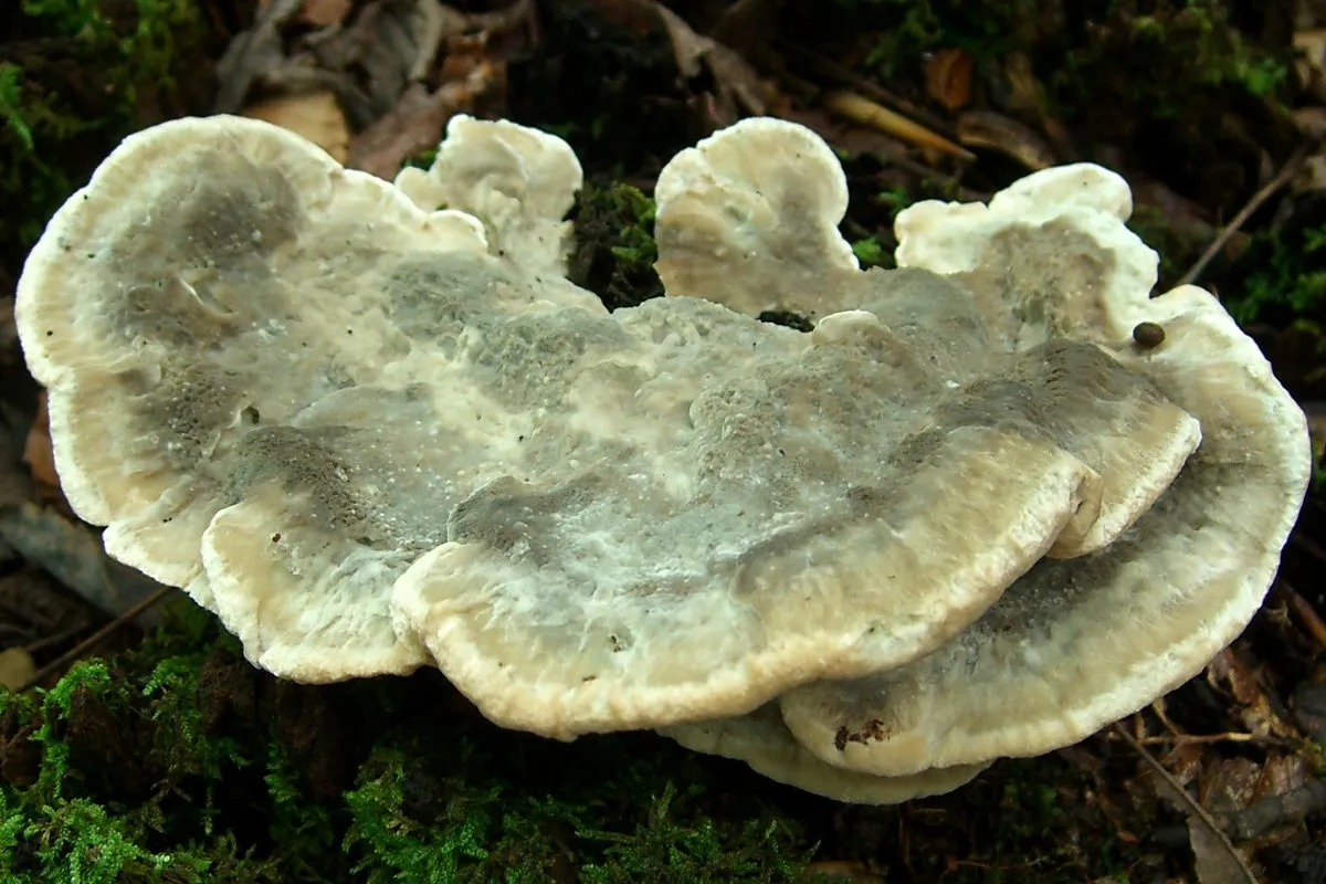Tyromyces galactinus