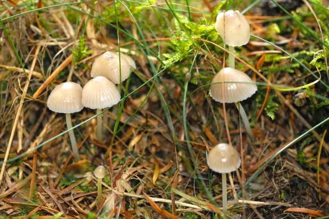 Grzybówka oliwkowoostrzowa