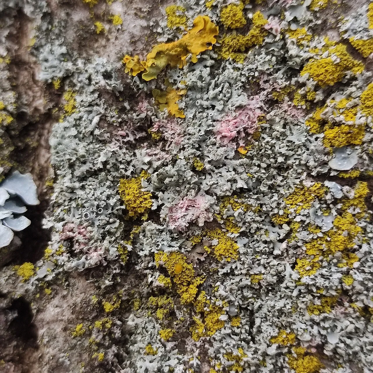 Laetisaria lichenicola