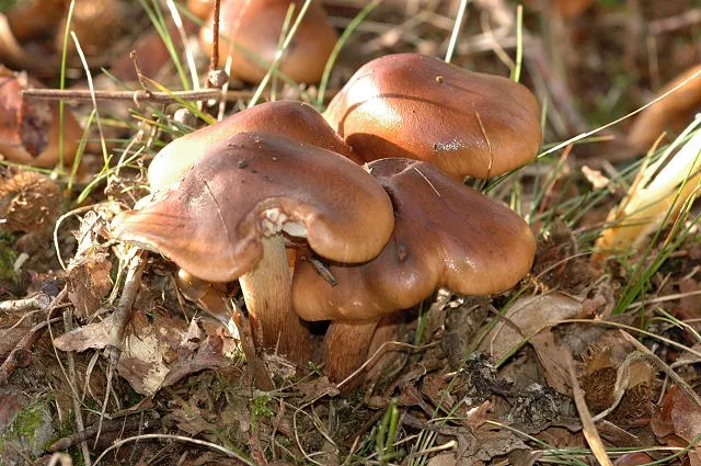Tricholoma ustale