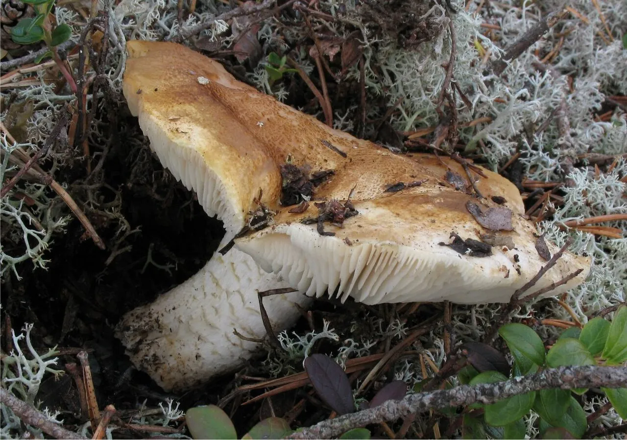 gąska selerowa