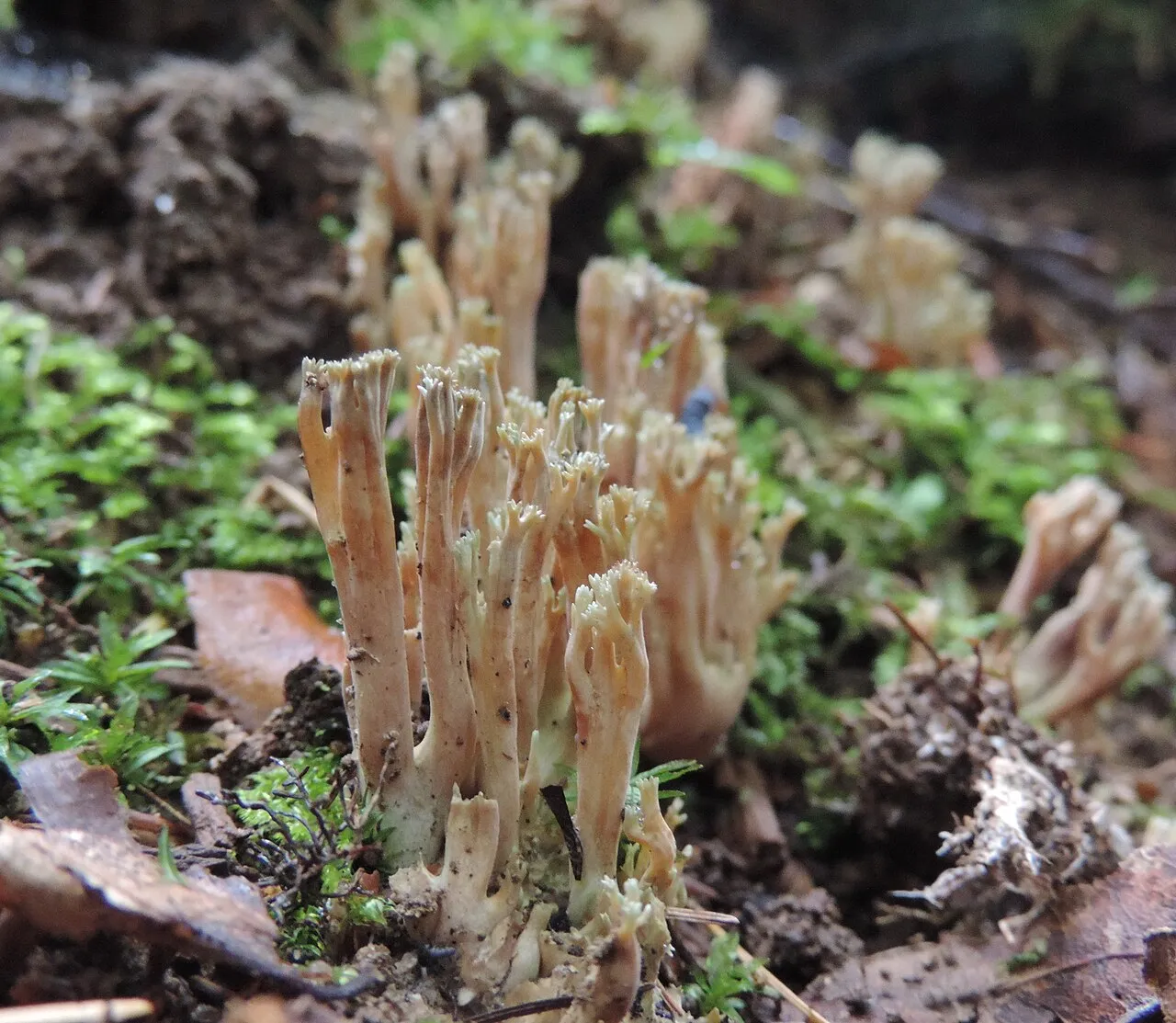 Ramaria apiculata