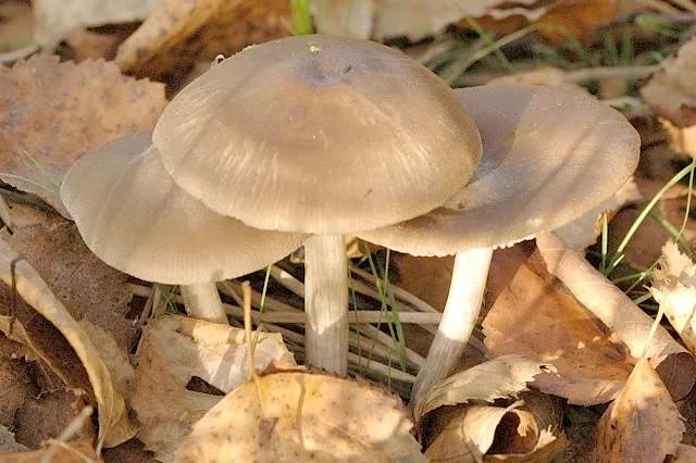 Pluteus ephebeus