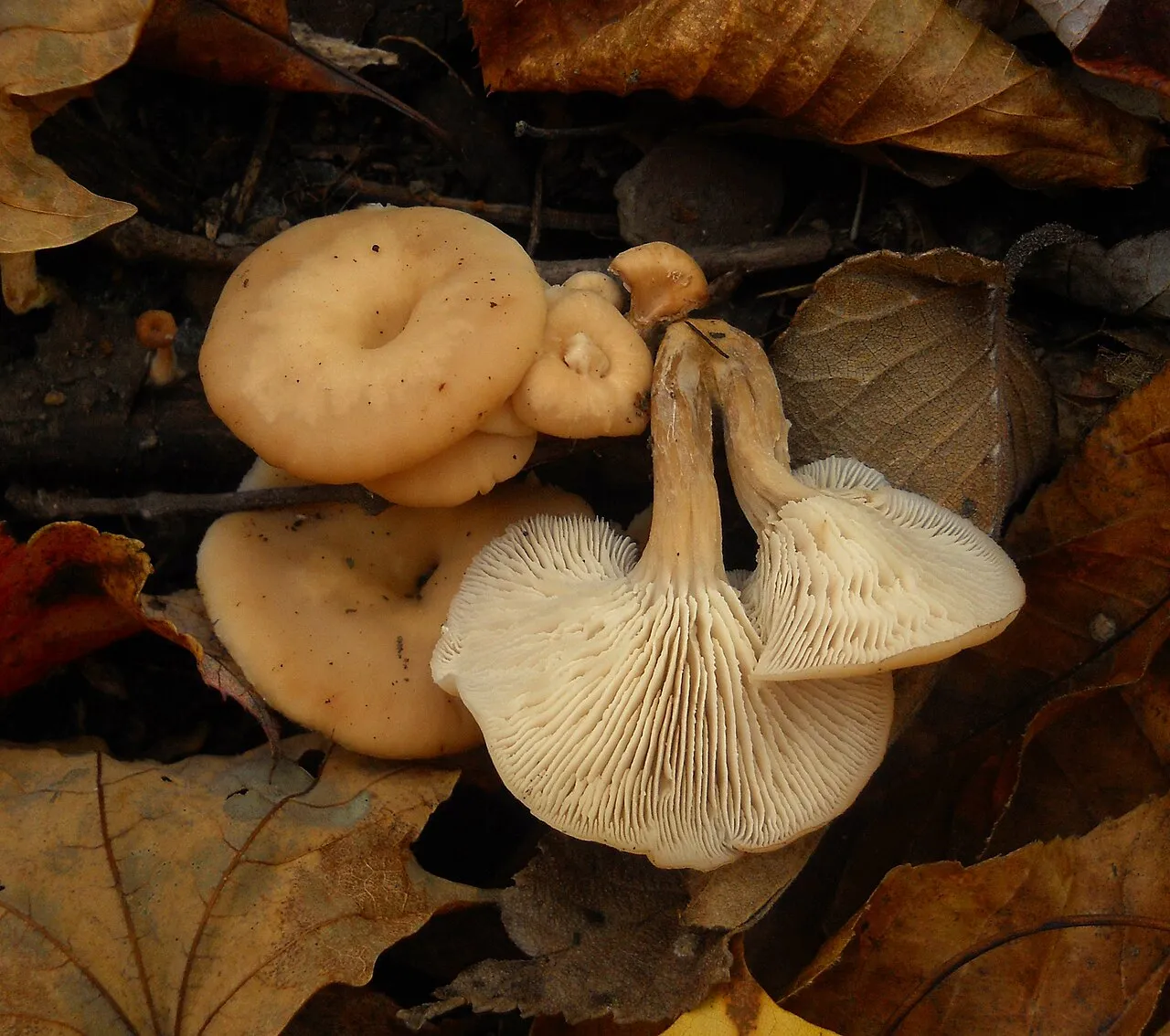 Lentinellus micheneri