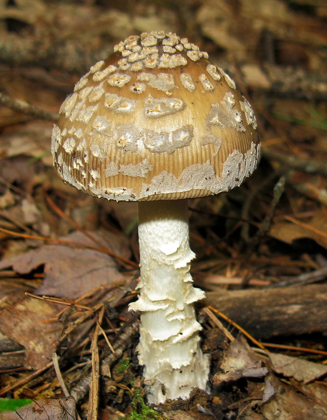 Muchomor złotawy