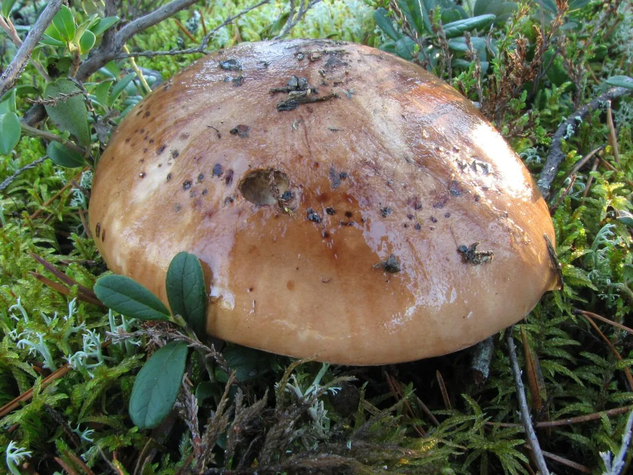 gąska kroplistobrzega
