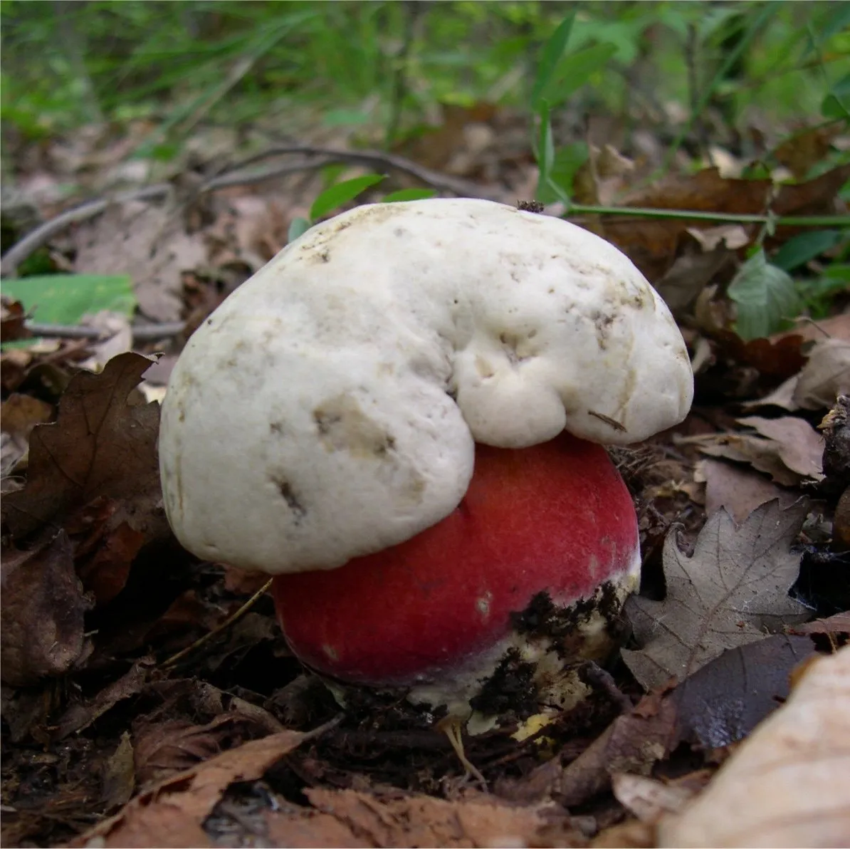 Krwistoborowik szatański