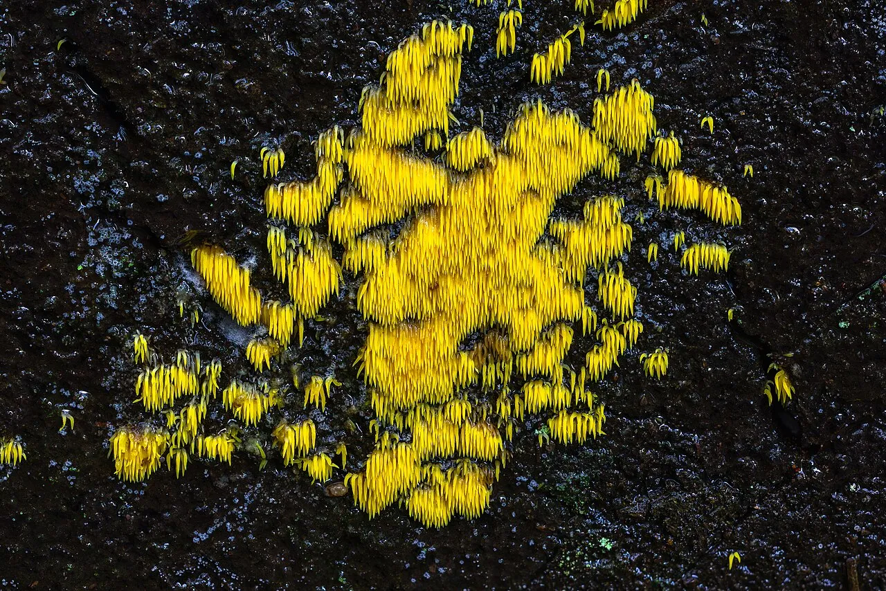 Mucronella flava