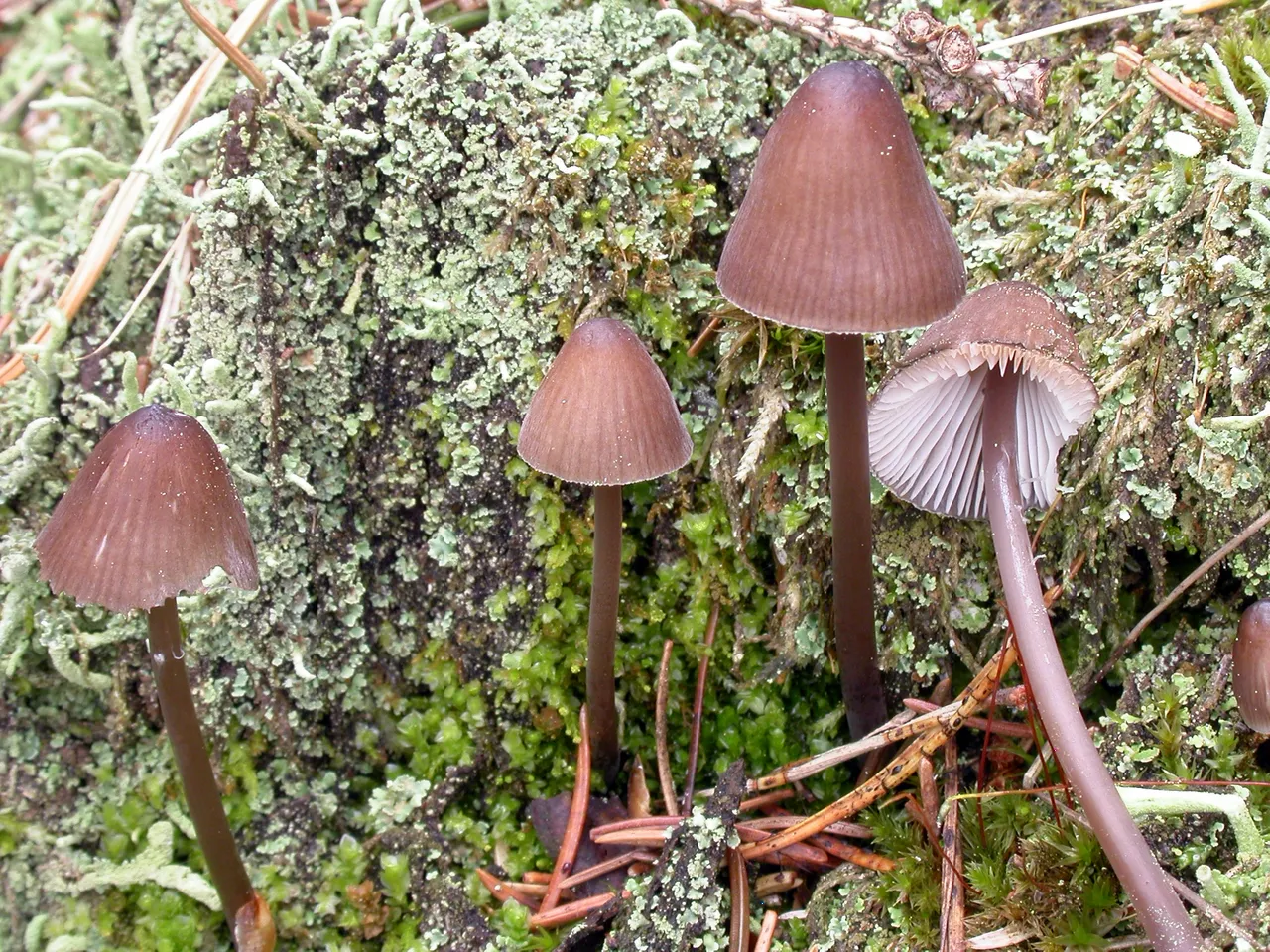 Mycena silvae-nigrae