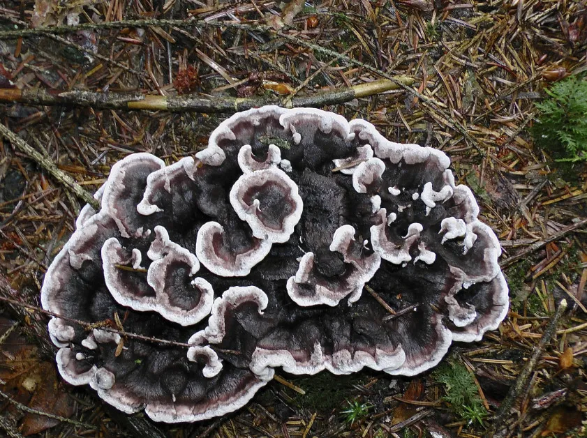 Korkoząb ciemny