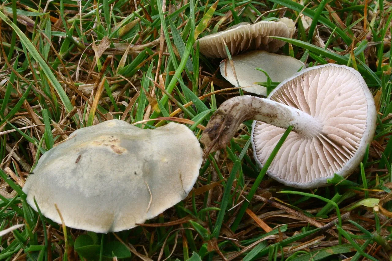 Stropharia pseudocyanea