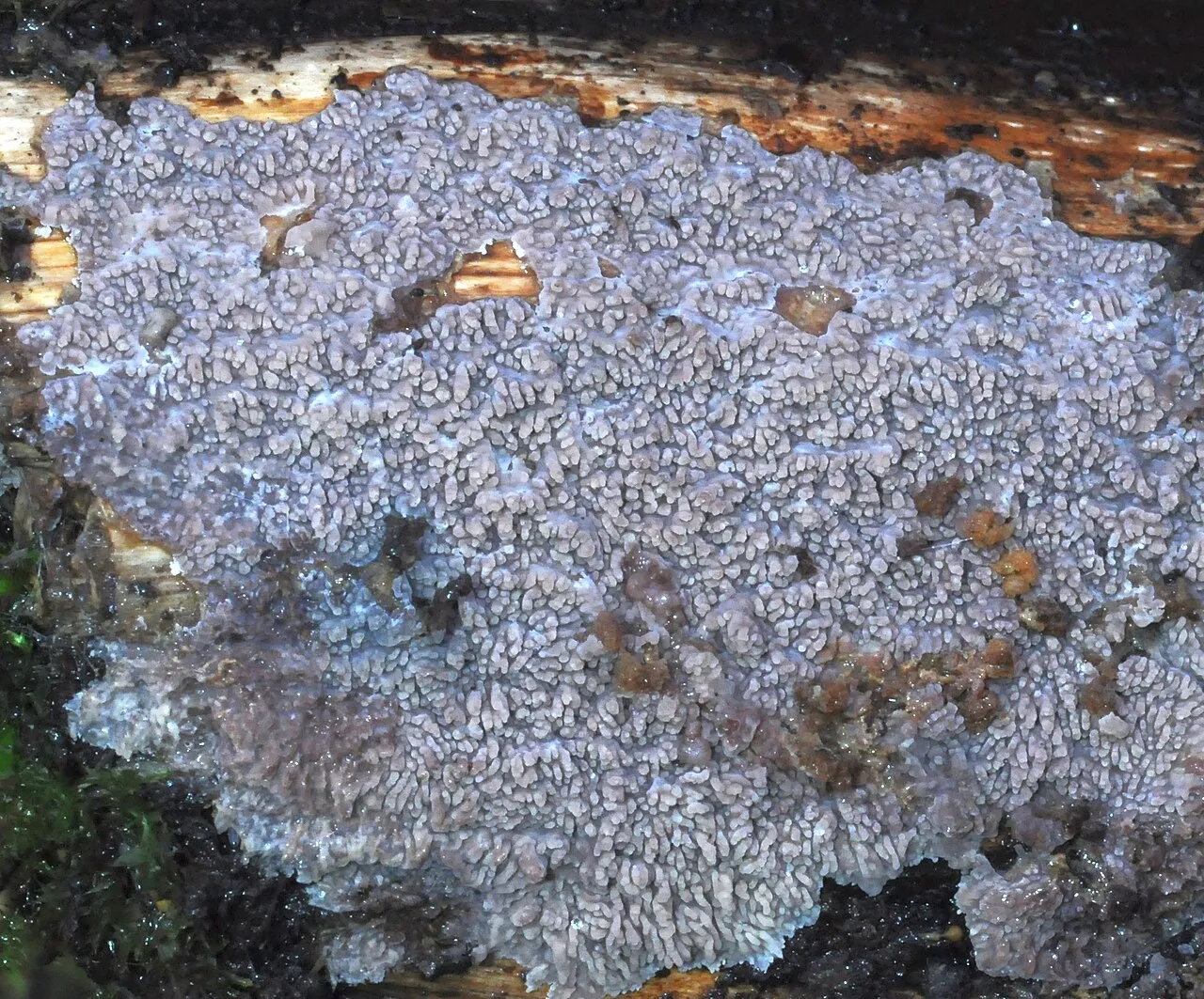 Phlebia rufa