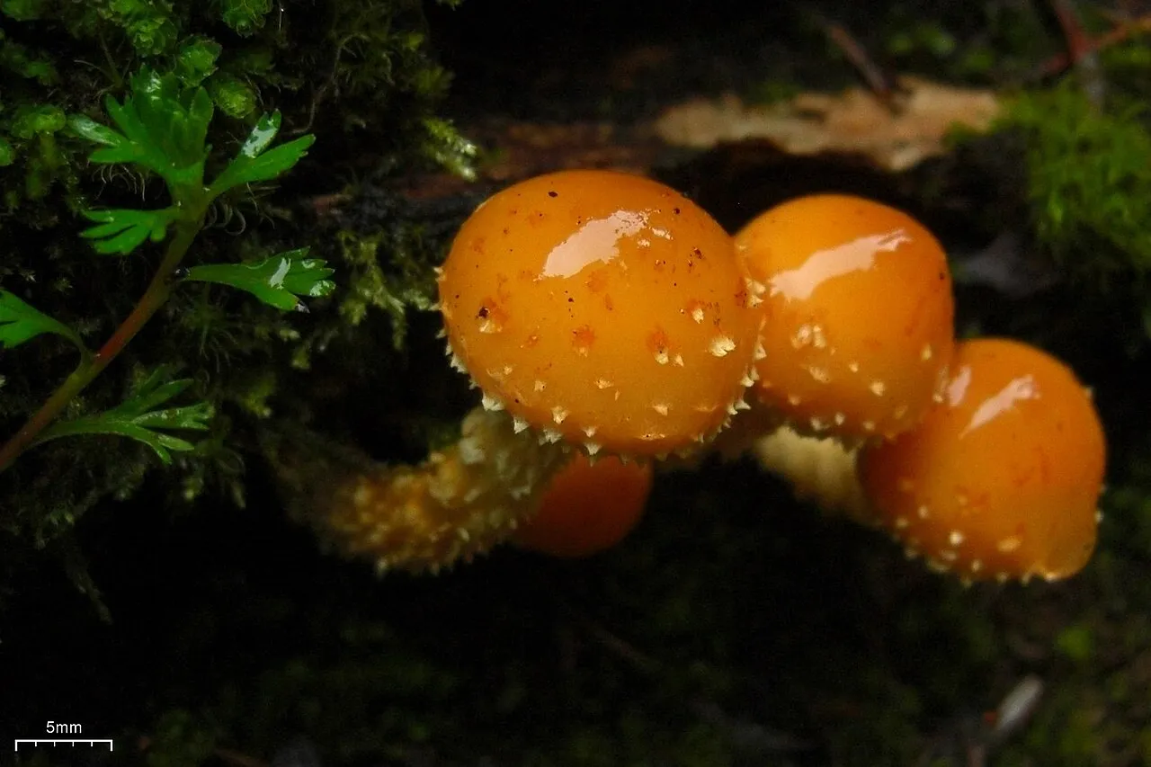 Pholiota limonella