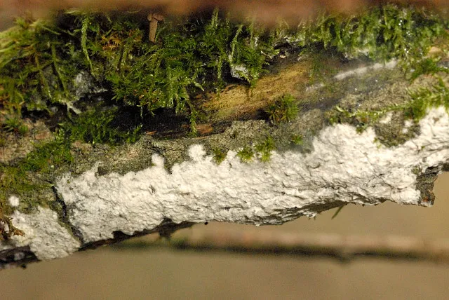 Hyphoderma