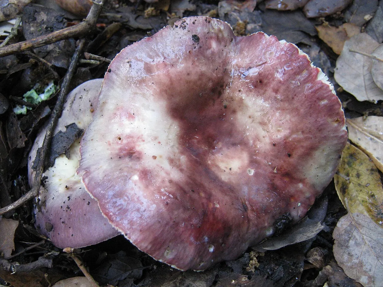Russula graveolens