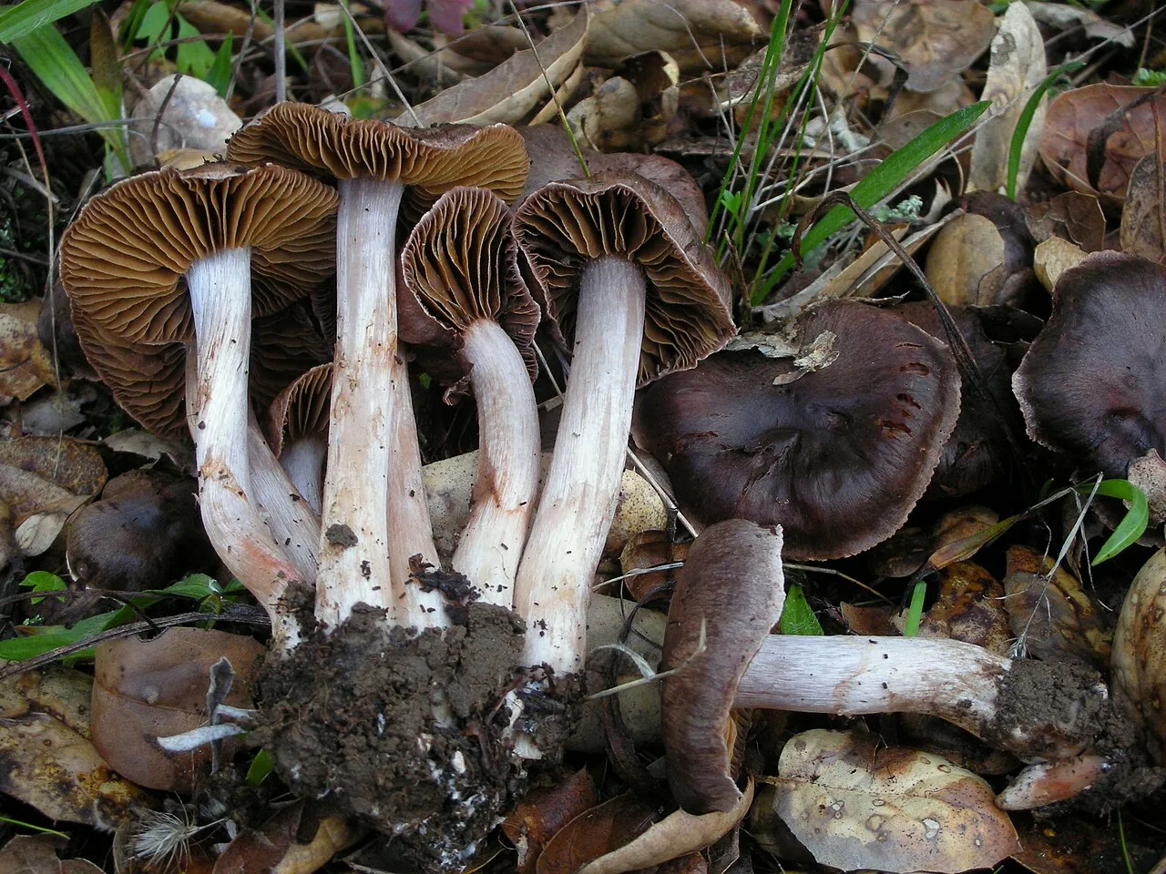 Cortinarius ohlone
