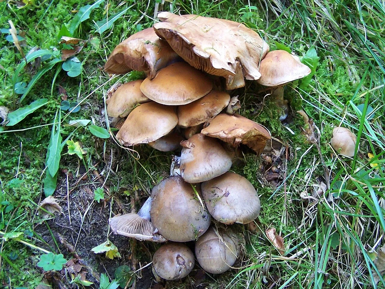 Włośnianka słodkowonna