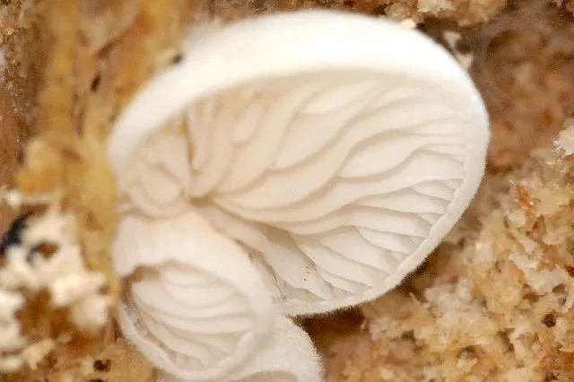 Crepidotus cesatii