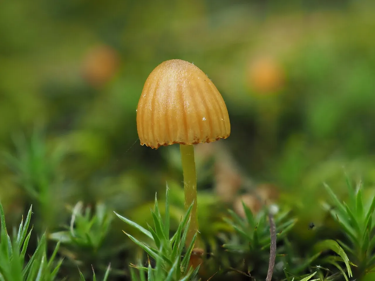 Galerina calyptrata