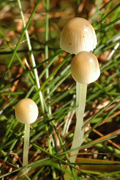 Grzybówka borowa