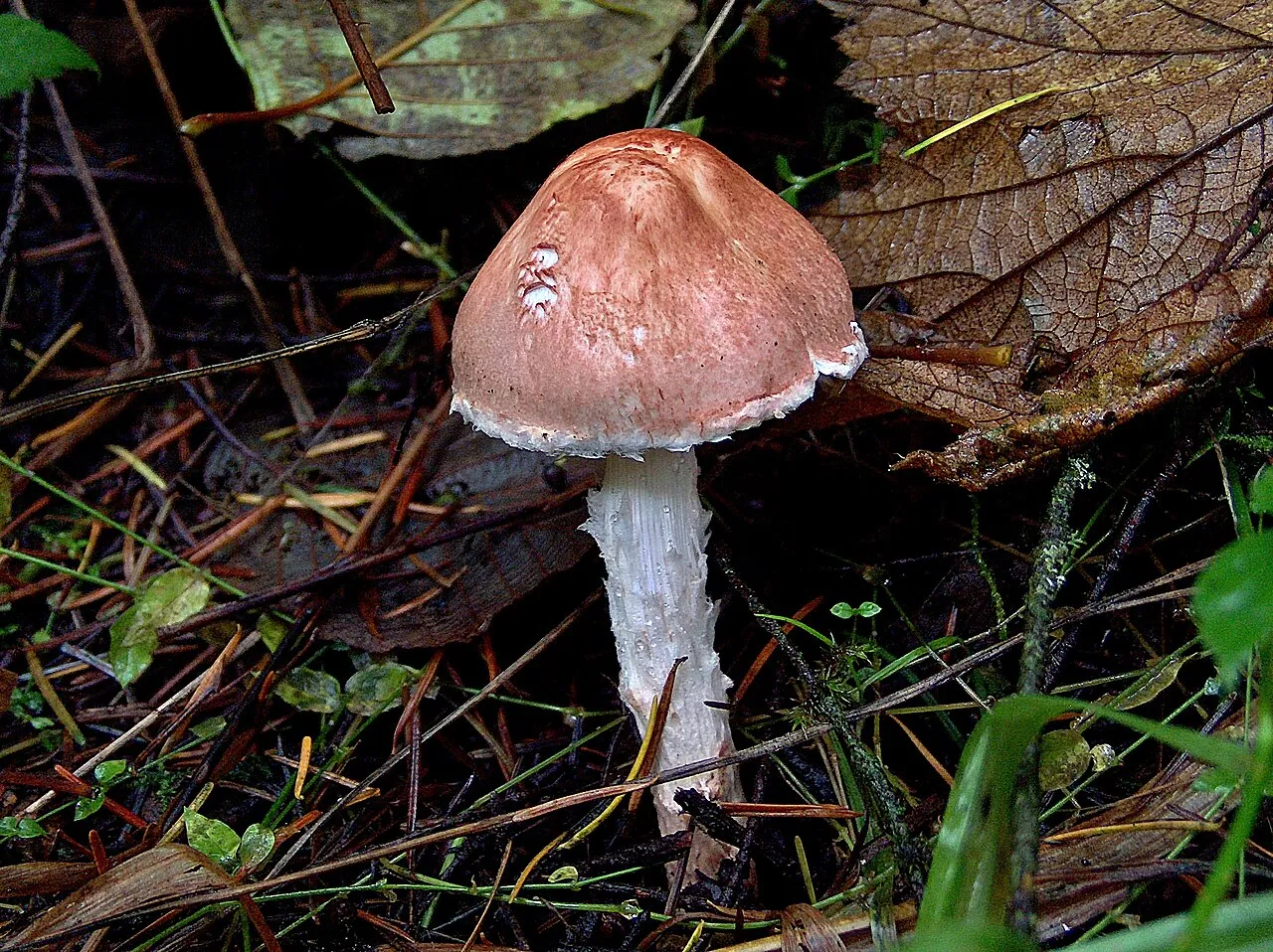 Czubajeczka różowawa