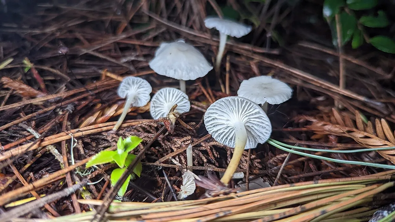 Marasmius calhouniae