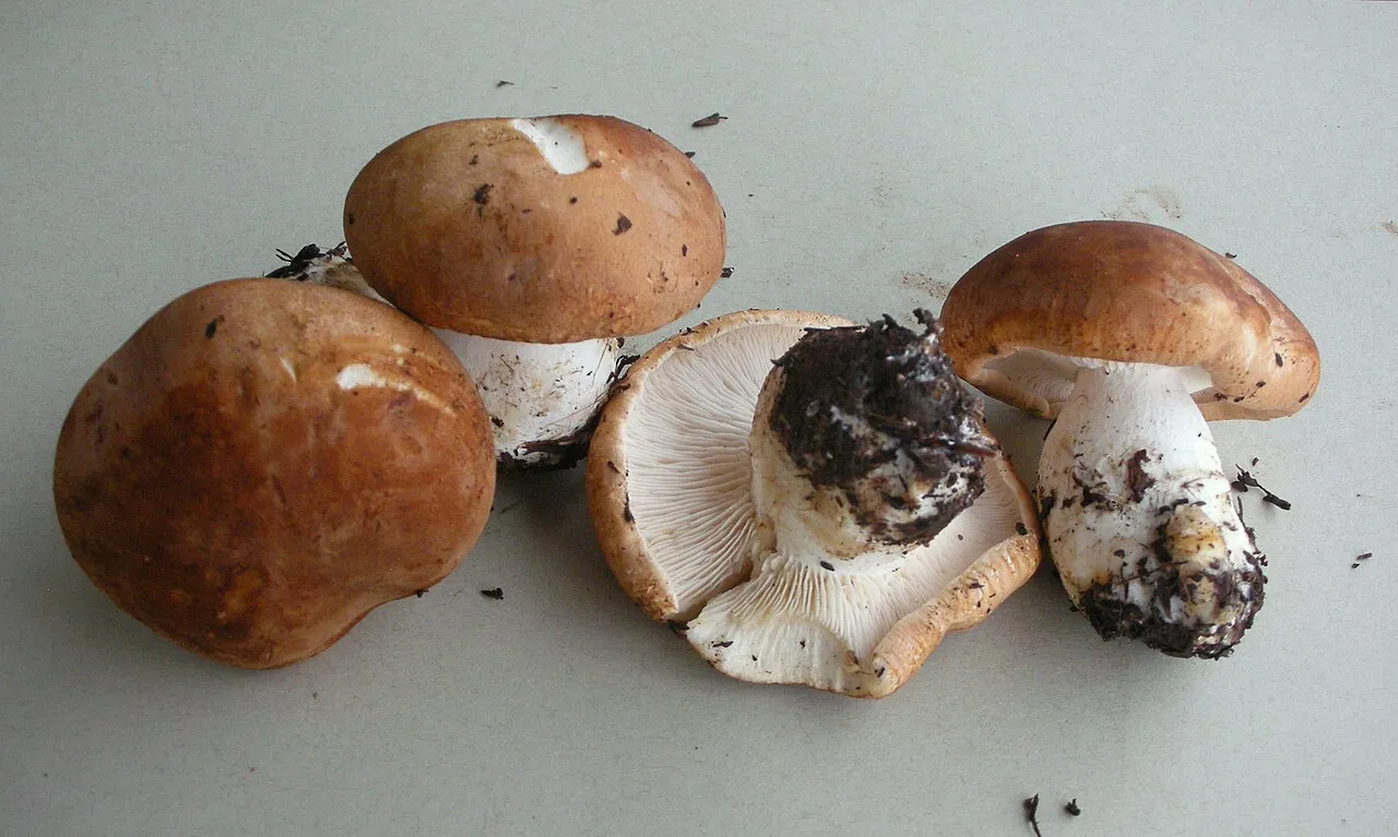 Leucopaxillus