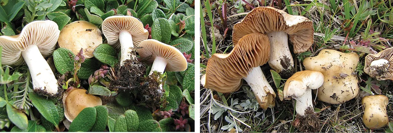 Hebeloma hiemale