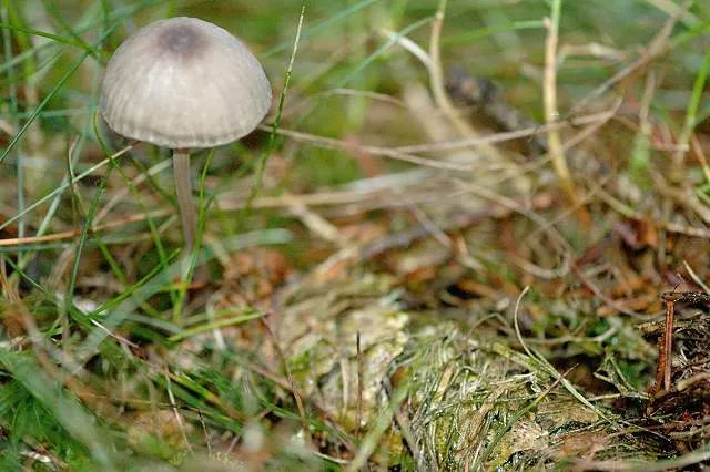 grzybówka szarobrązowa