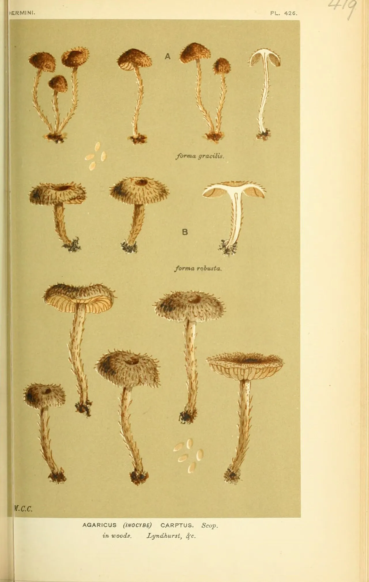 Inocybe subcarpta