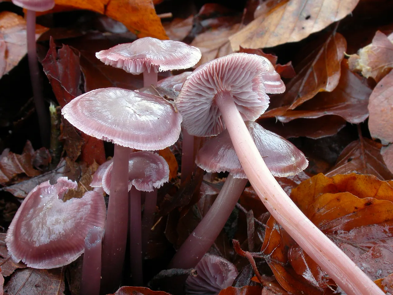 Mycena diosma
