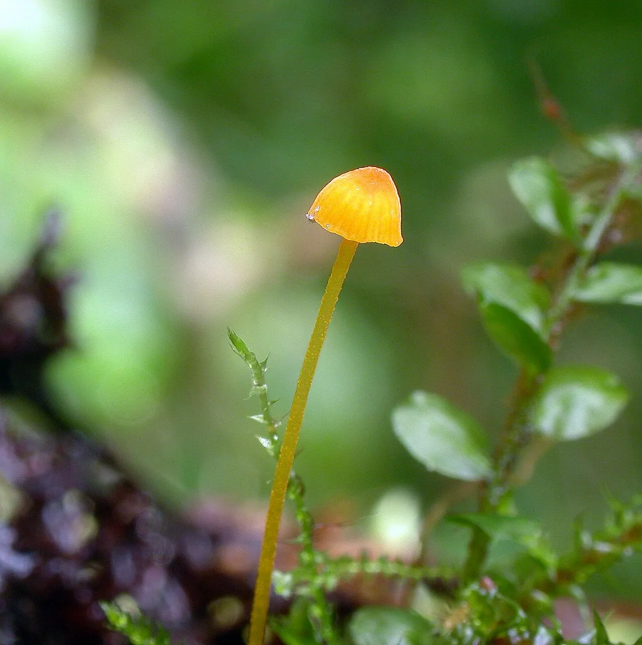 Mycena oregonensis