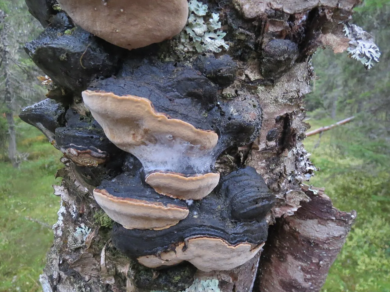 Phellinus lundellii