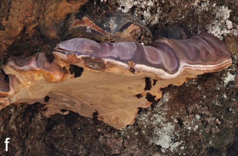 Ganoderma pfeifferi