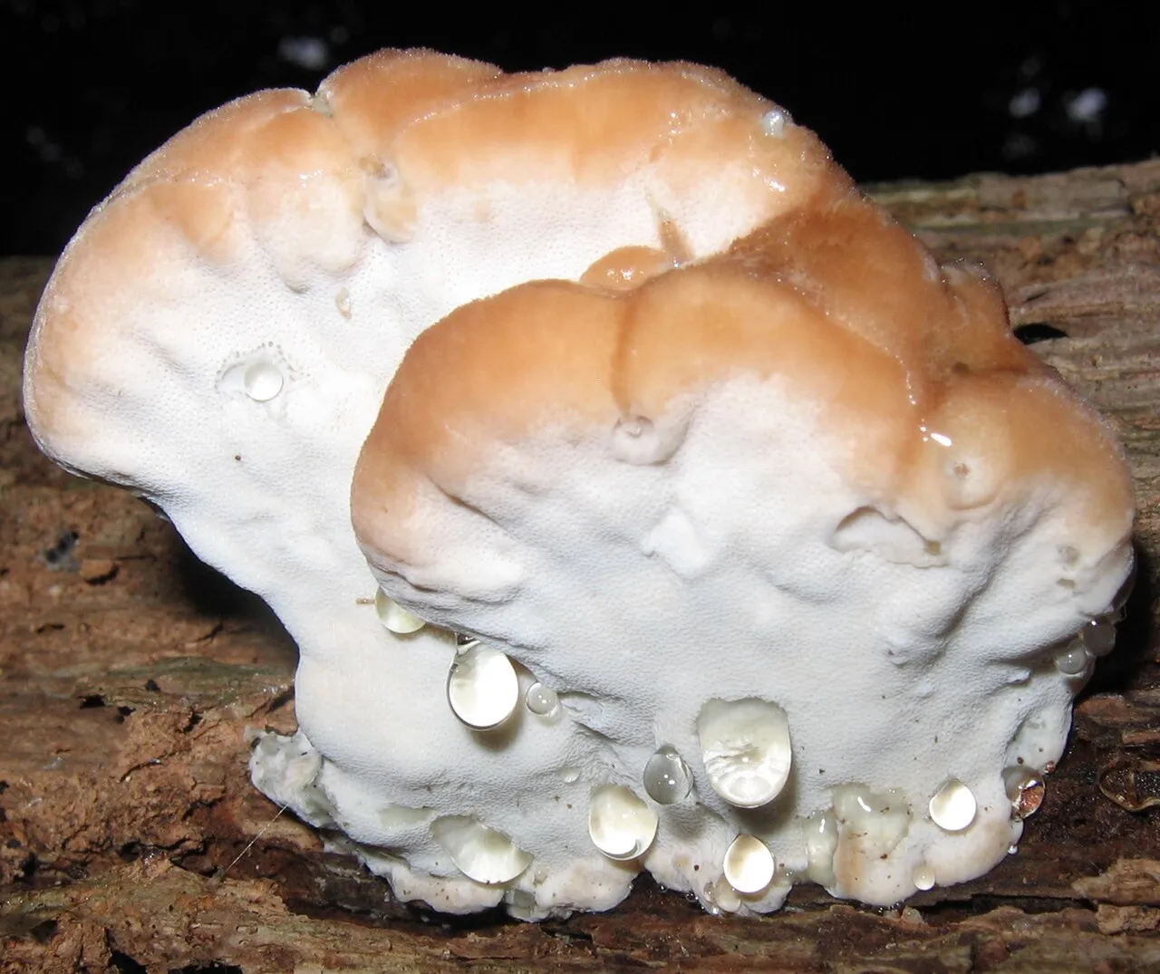 Fomitopsis spraguei