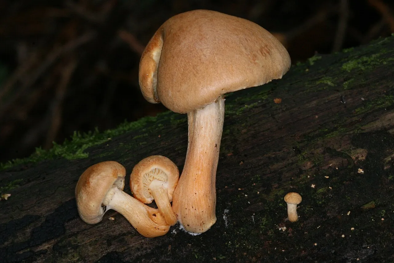 Gymnopilus hybridus