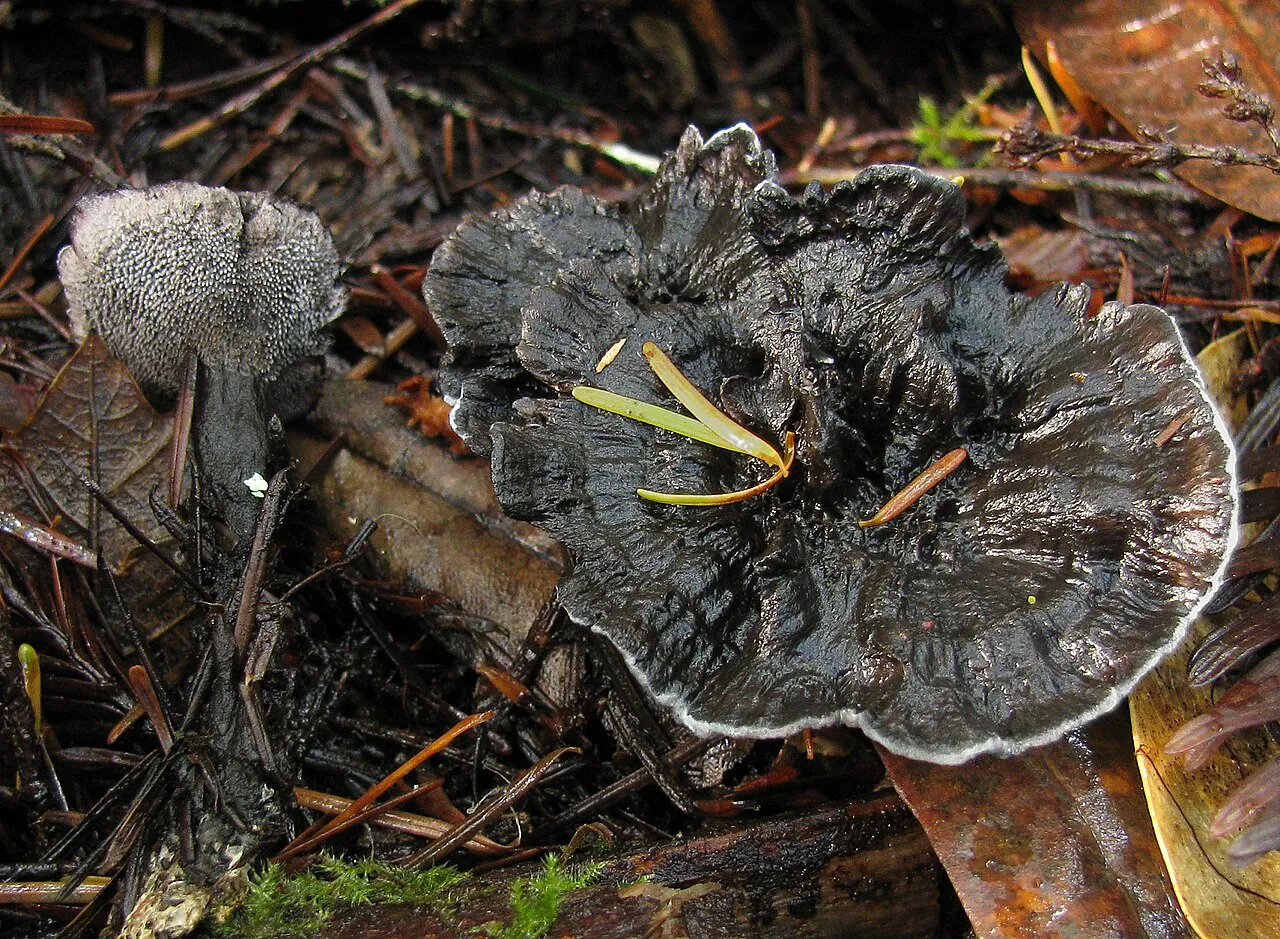Phellodon atratus