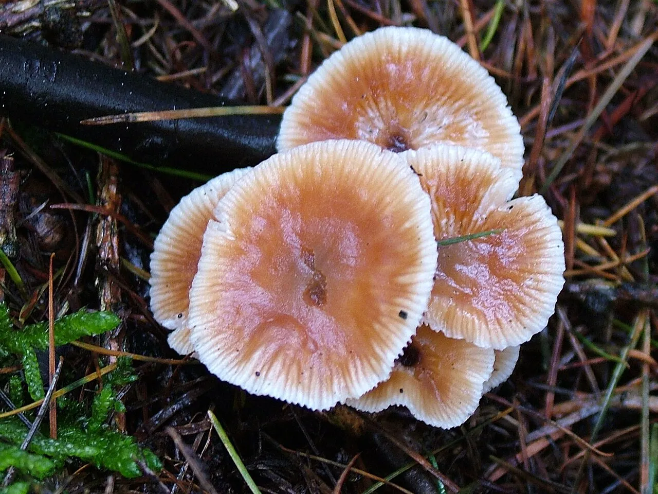 Gymnopus brassicolens