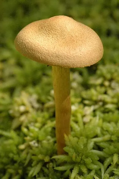 Cortinarius tubarius