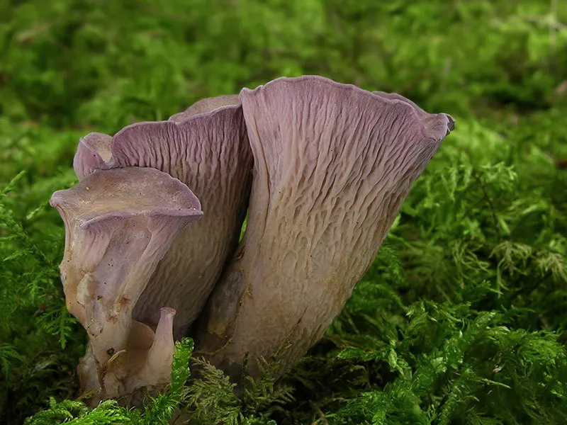 Gomphus