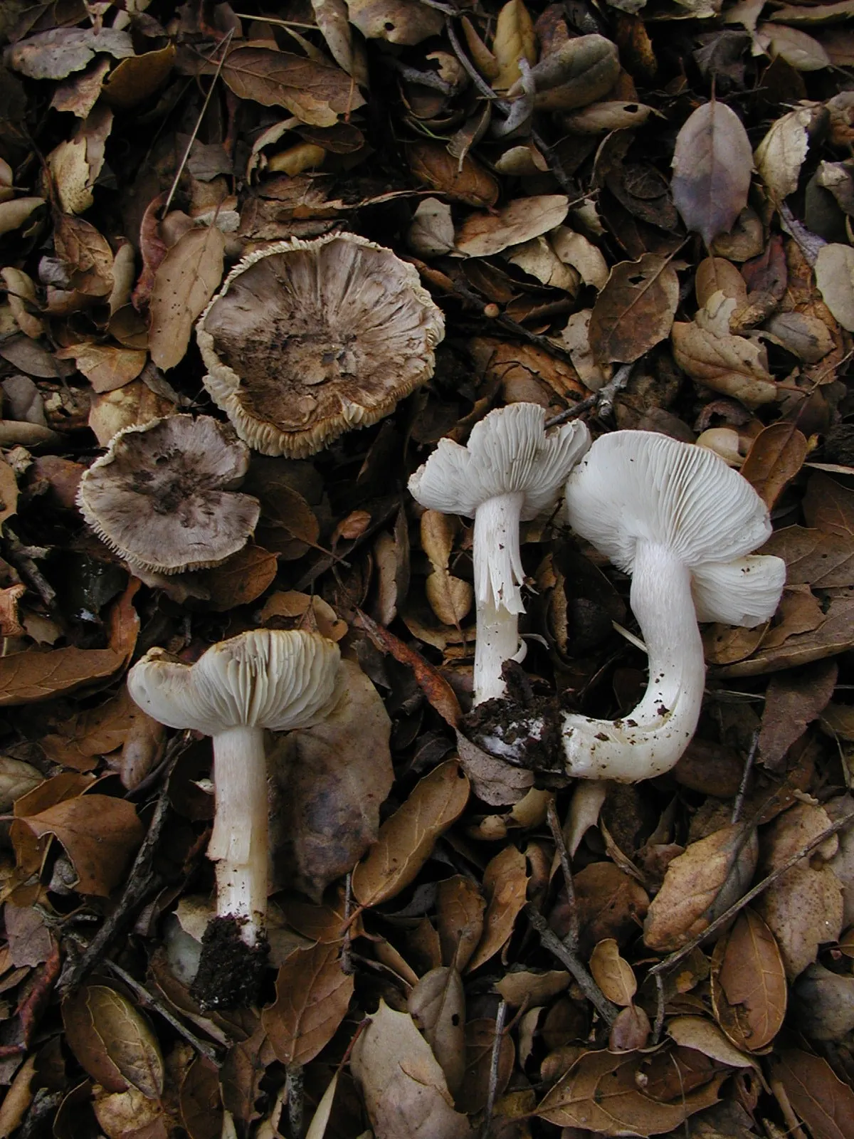 Tricholoma argyraceum