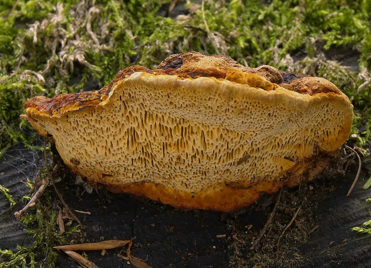 Gloeophyllum odoratum