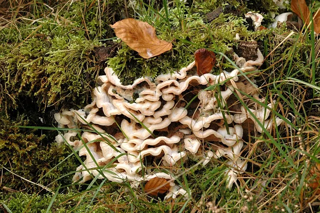 Phlebia tremellosa